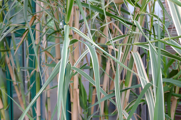 Fototapeta premium Arundo donax, Poaceae, Mediterranean
