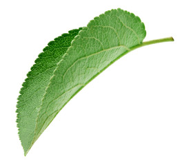 Green apple leaf isolated