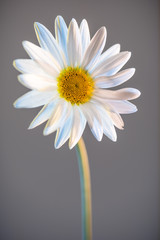 Gerbera Daisy, white on light grey