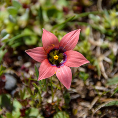 Romulea Hirsuta