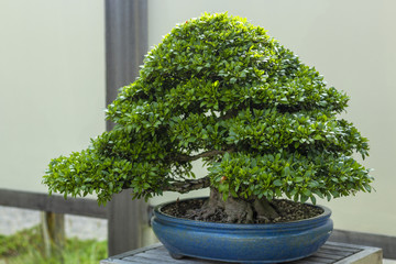 Wide Bonsai