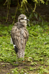 Bush Stone-curlew (Burhinus grallarius).
