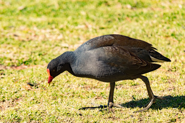 Water Hen in the sun