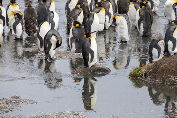 penguin in the arctic