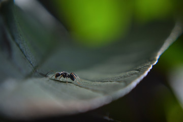 ant walking on the leaf