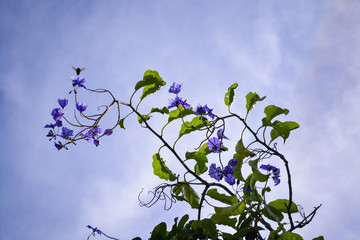 violet flowers against light