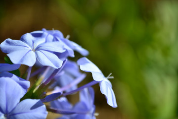 blue flowers close up