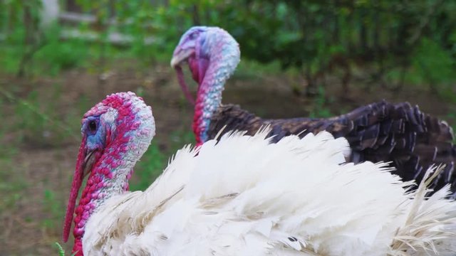 White and black turkeys walk around the bird's yard. Live beautiful turkey. Turkey for the holiday. Thanksgiving Day