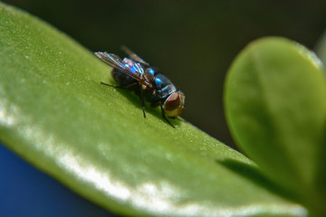 fly posing on the leaf