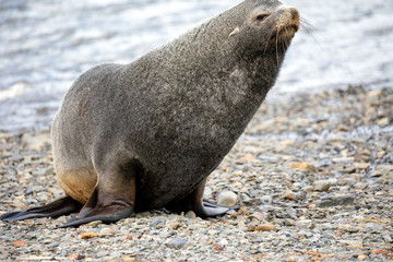 seal sitting on a rock