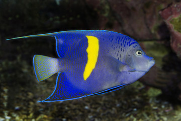 Arabian Angelfish (Pomacanthus asfur).
