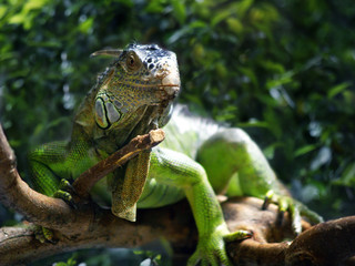 iiguana,tropical green lizard in a tree in the rainforest 