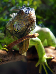 iiguana,tropical green lizard in a tree in the rainforest 