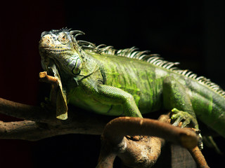 iiguana,tropical green lizard in a tree in the rainforest 