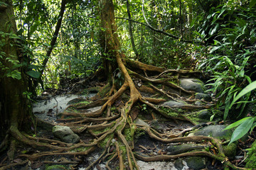 Trees in the rainforest	
