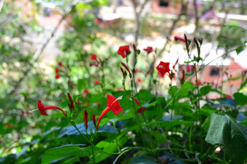 wild red flowers