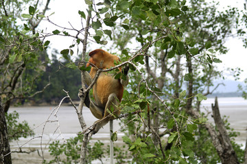 proboscis monkey in tree, in rainforest of Malaysia