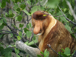 Naklejka premium proboscis monkey in tree, in rainforest of Malaysia