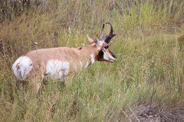 Pronghorn Buck C1