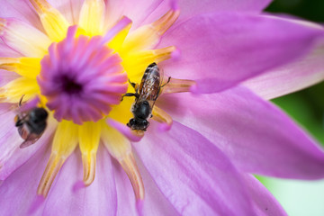 Beautiful pink lotus and bees on pollen lotus in the garden