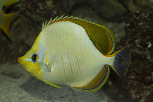 Yellowhead butterflyfish (Chaetodon xanthocephalus).