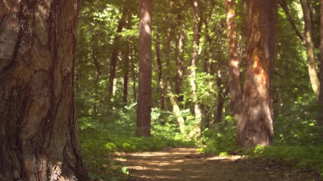 Man's Head Emerges from Behind Tree Trunk in Forest