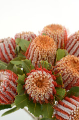 Banksia flower on a white isolated background with clipping path. Closeup. For design. Nature.