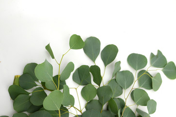 Green leaves eucalyptus populus on white background. flat lay, top view
