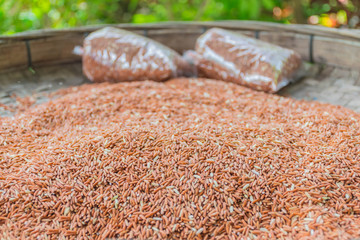 The soft blurred and soft focus surface texture dry method of red sticky rice, rice berry seed grain.