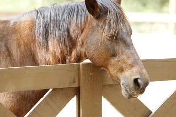 horse in the stable