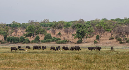 Fototapeta na wymiar African Buffalo Herd