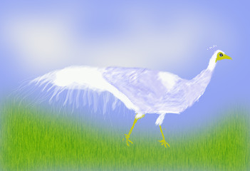 White Peacock   O868