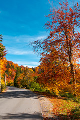 ride through fall foliage forest. beautiful sunny day in mountains