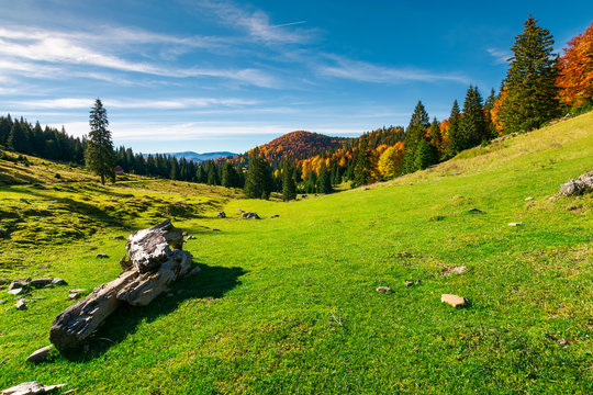 beautiful morning in mountains. mixed forest in fall colors on the hill. log on a grassy meadow