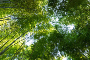 Fototapeta na wymiar groves of bamboo