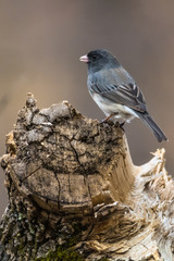 Junco Sitting on Log