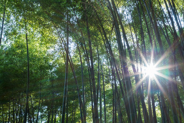 bamboo forest closeup