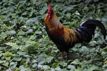 rooster on the farm