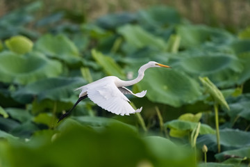 intermediate egret flying