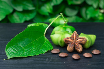 Sacha Inchi, fresh capsule seeds fruit of sacha-Inchi peanut on green leaf background
