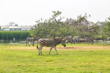Naklejka premium Zebra in Zoo in Bangkok