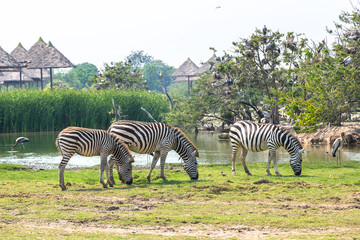 Naklejka premium Zebra in Zoo in Bangkok