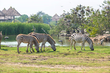 Fototapeta na wymiar Zebra in Zoo in Bangkok