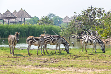 Naklejka premium Zebra in Zoo in Bangkok