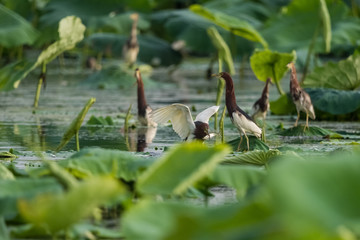 chinese pond heron in lotus pond