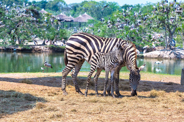 Obraz na płótnie Canvas Zebra in Zoo in Bangkok