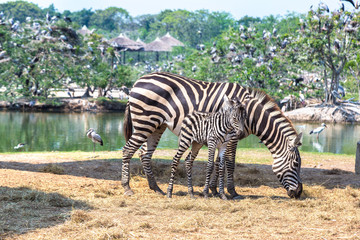 Obraz na płótnie Canvas Zebra in Zoo in Bangkok