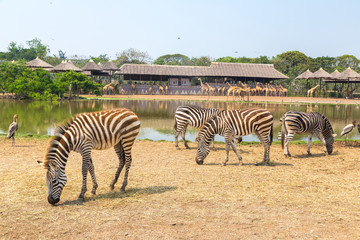 Fototapeta na wymiar Zebra in Zoo in Bangkok