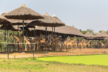 Obraz premium Giraffe in Zoo in Bangkok