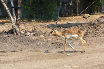 Animals in Zoo in Bangkok